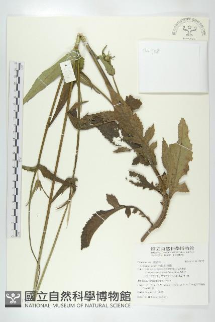 川續斷藏品圖，第1張