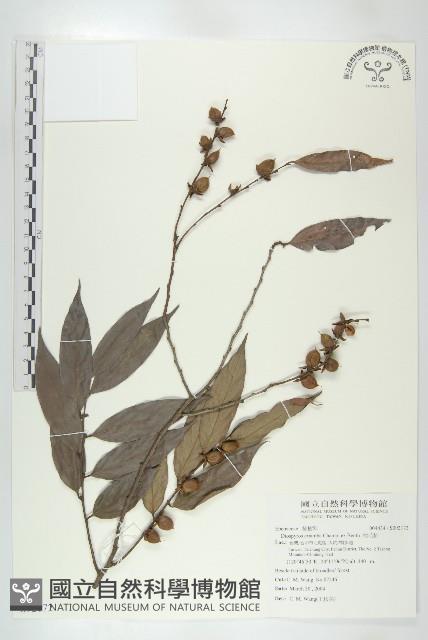 軟毛柿藏品圖，第1張