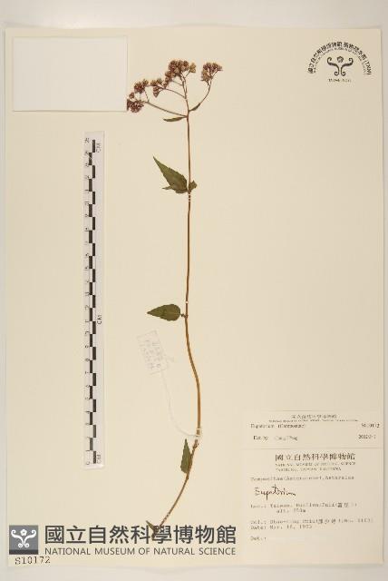 登錄號:S010172藏品圖，第1張