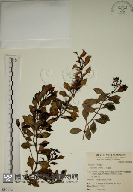 拎壁龍藏品圖，第1張
