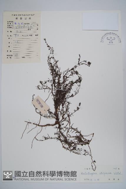 細葉天芥菜藏品圖，第1張