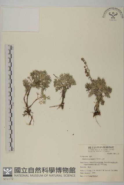 山艾藏品圖，第1張