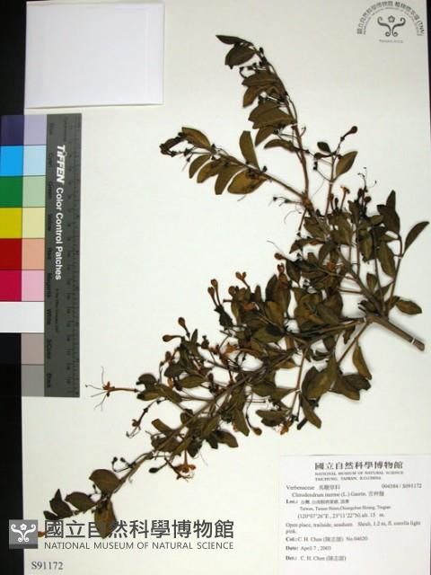 苦林盤藏品圖，第1張