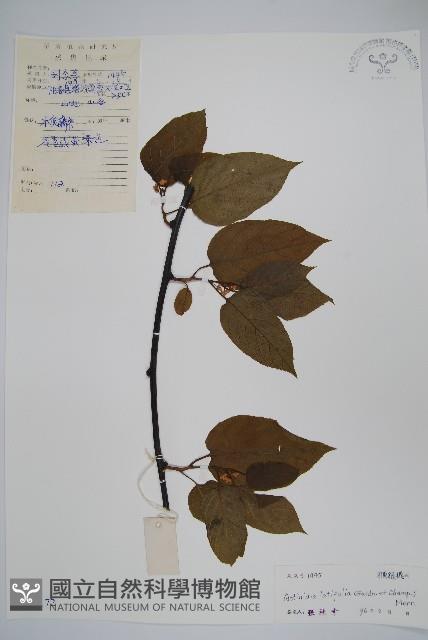 闊葉獼猴桃藏品圖，第1張