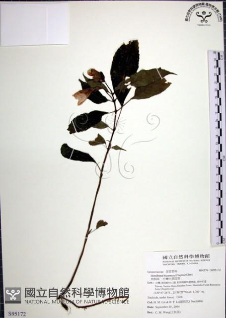 角桐草、台灣半蒴苣苔藏品圖，第1張