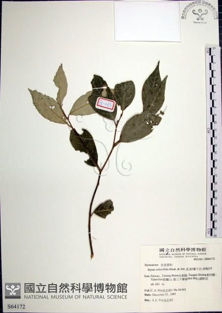 紅皮、葉下白、赤仔尾藏品圖，第1張