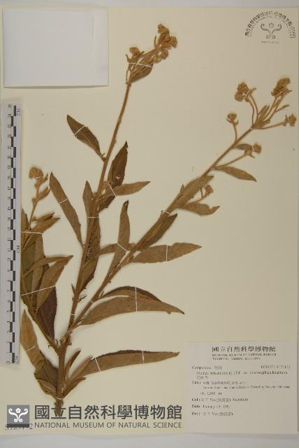 艾納香藏品圖，第1張