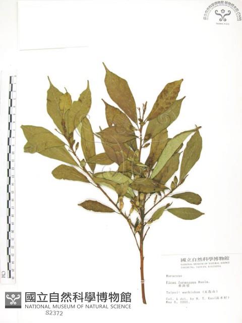 天仙果、臺灣榕藏品圖，第1張