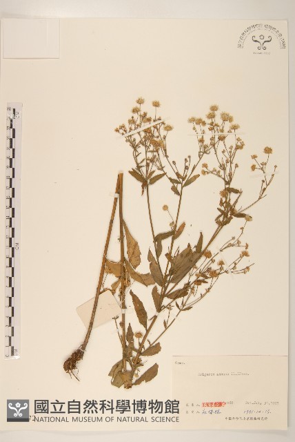 白頂飛蓬藏品圖，第1張