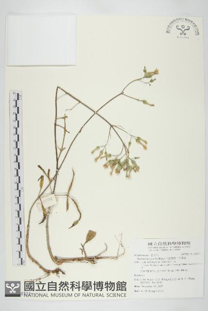 小燈籠草、大還魂藏品圖，第1張