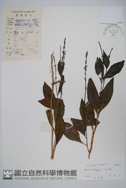 狹葉釣粉草藏品圖，第1張