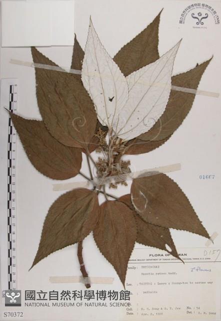 蘭嶼水絲麻藏品圖，第1張