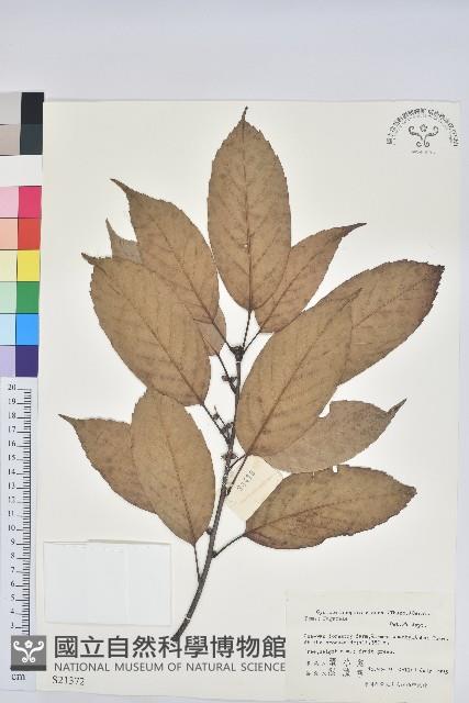 青剛櫟、鐵椆藏品圖，第1張