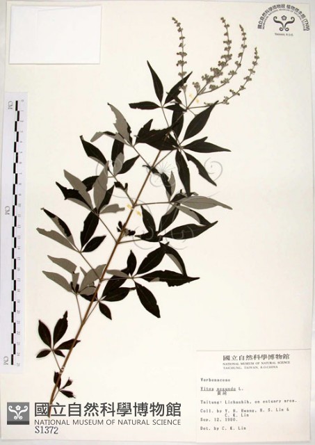 黃荊藏品圖，第1張