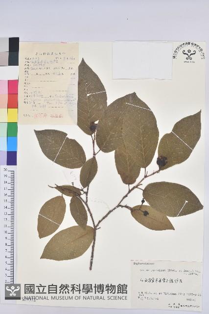 白木烏臼藏品圖，第1張