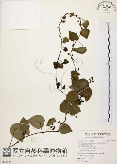 千金藤、金線吊烏龜藏品圖，第1張