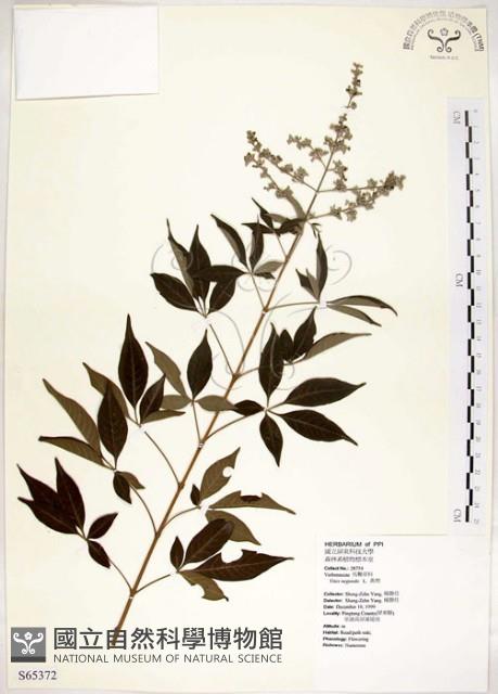 黃荊藏品圖，第1張