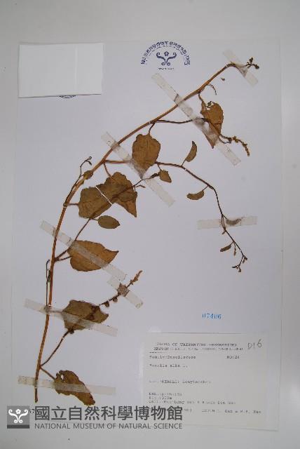 落葵藏品圖，第1張