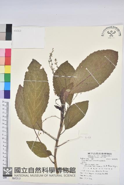 假鐵莧藏品圖，第1張