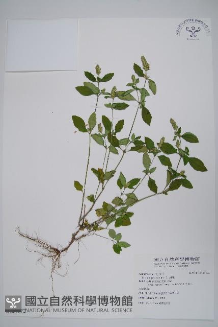 爵床藏品圖，第1張