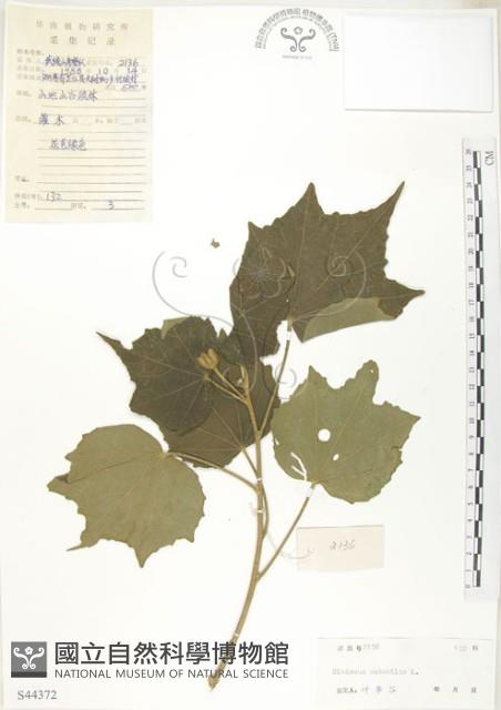 木芙蓉藏品圖，第1張