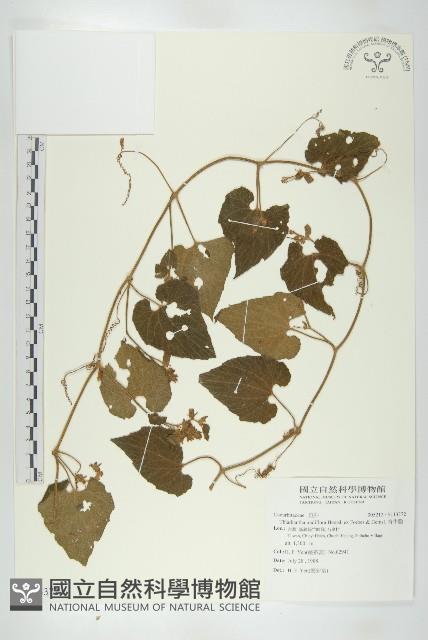 Accession Number:S113372 Collection Image, Figure 1, Total 2 Figures