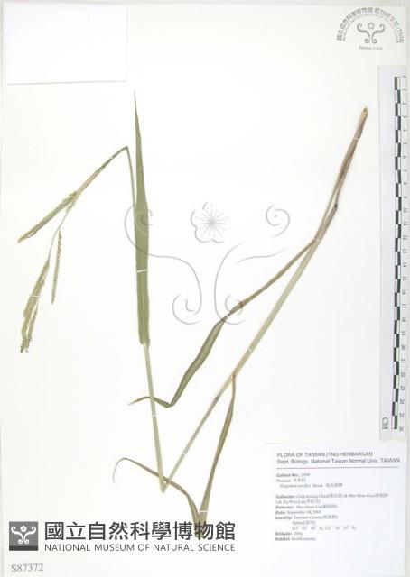 吳氏雀稗藏品圖，第1張