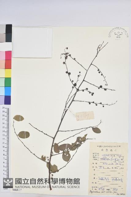 龍眼睛藏品圖，第1張