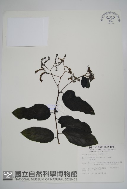 冷飯藤藏品圖，第1張