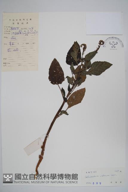 狗尾草藏品圖，第1張