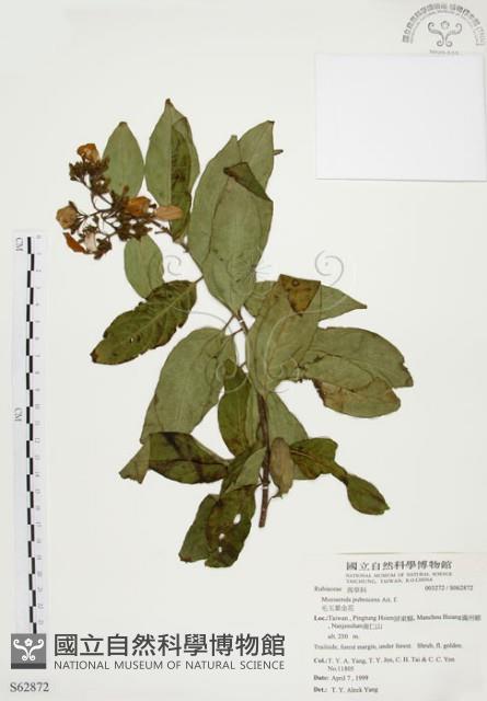 毛玉葉金花藏品圖，第1張