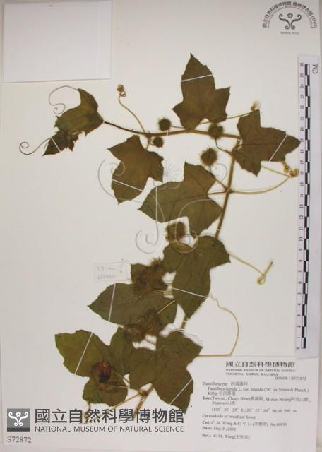 毛西番蓮藏品圖，第1張