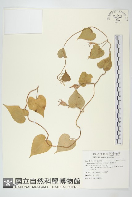 銳葉牽牛藏品圖，第1張