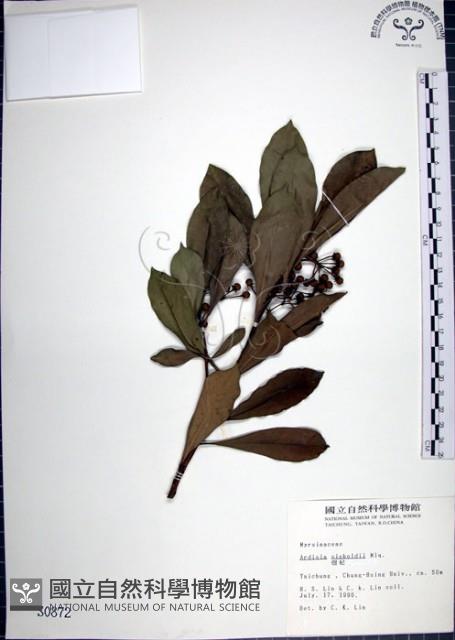 樹杞藏品圖，第1張