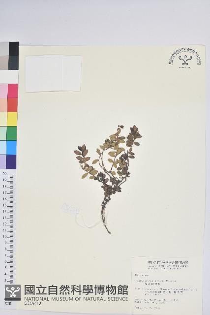 高山白珠樹藏品圖，第1張