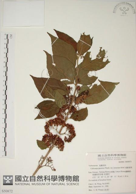 朝鮮紫珠、蘭嶼女兒茶藏品圖，第1張