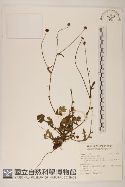 矮菊藏品圖，第1張