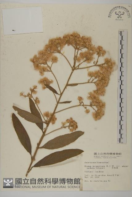 艾納香藏品圖，第1張