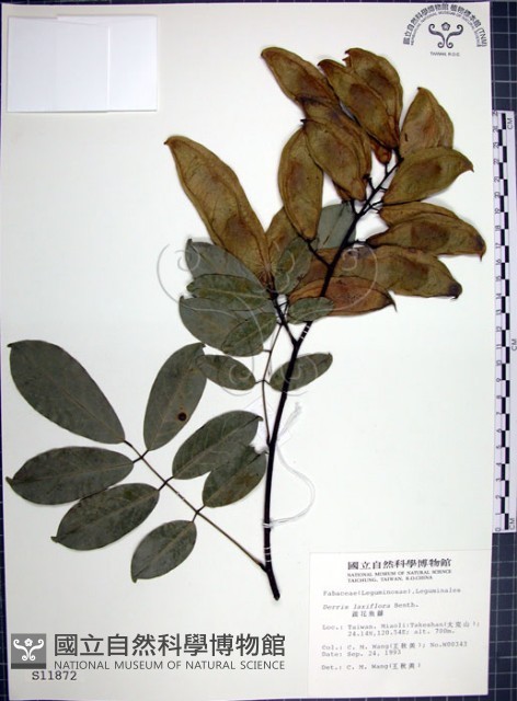 疏花魚藤藏品圖，第1張
