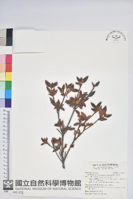 臺灣高山杜鵑藏品圖，第1張