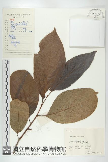 柿、柿仔、紅柿藏品圖，第1張