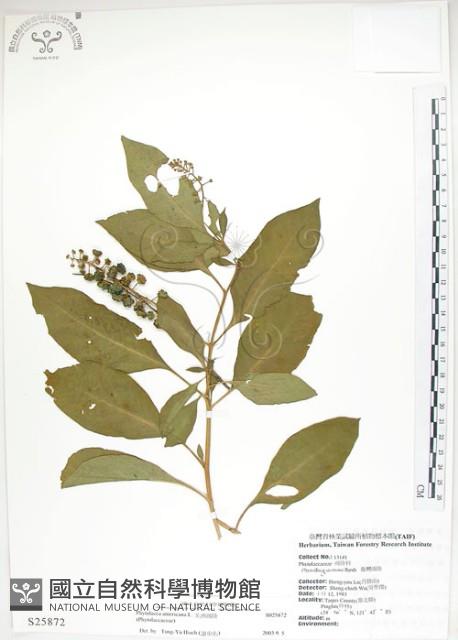 美洲商陸藏品圖，第1張