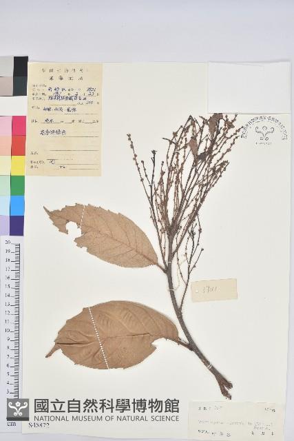 苦櫧栲藏品圖，第1張