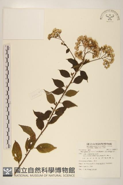 小舌菊、蔓綿菜藏品圖，第1張