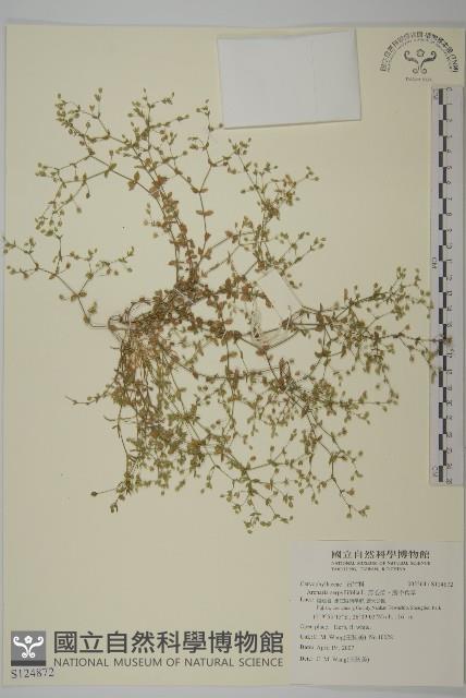 無心菜、鵝不食草藏品圖，第1張