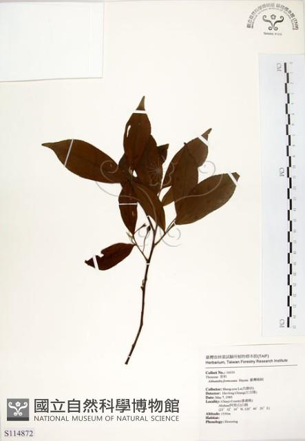 台灣楊桐藏品圖，第1張