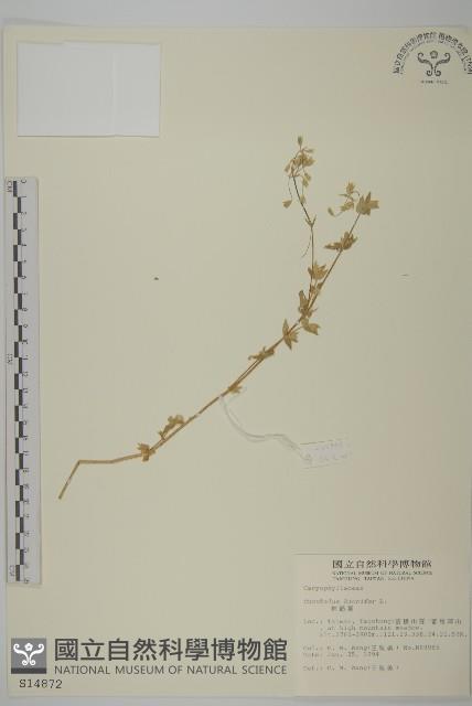 狗筋蔓藏品圖，第1張