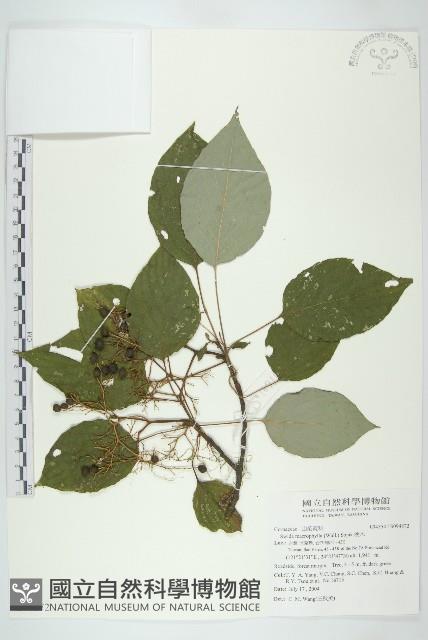 梜木藏品圖，第1張