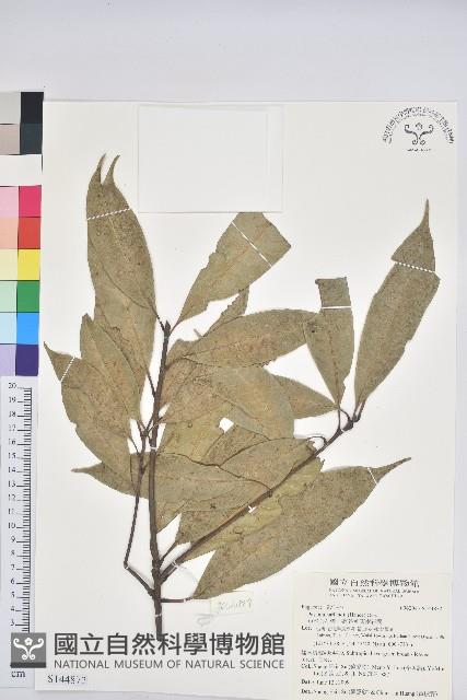 短尾葉石櫟、嶺南柯`東南石櫟藏品圖，第1張