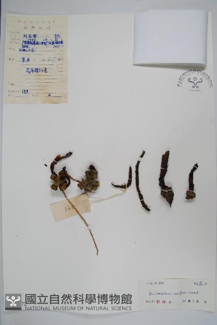 穗花蛇菰藏品圖，第1張